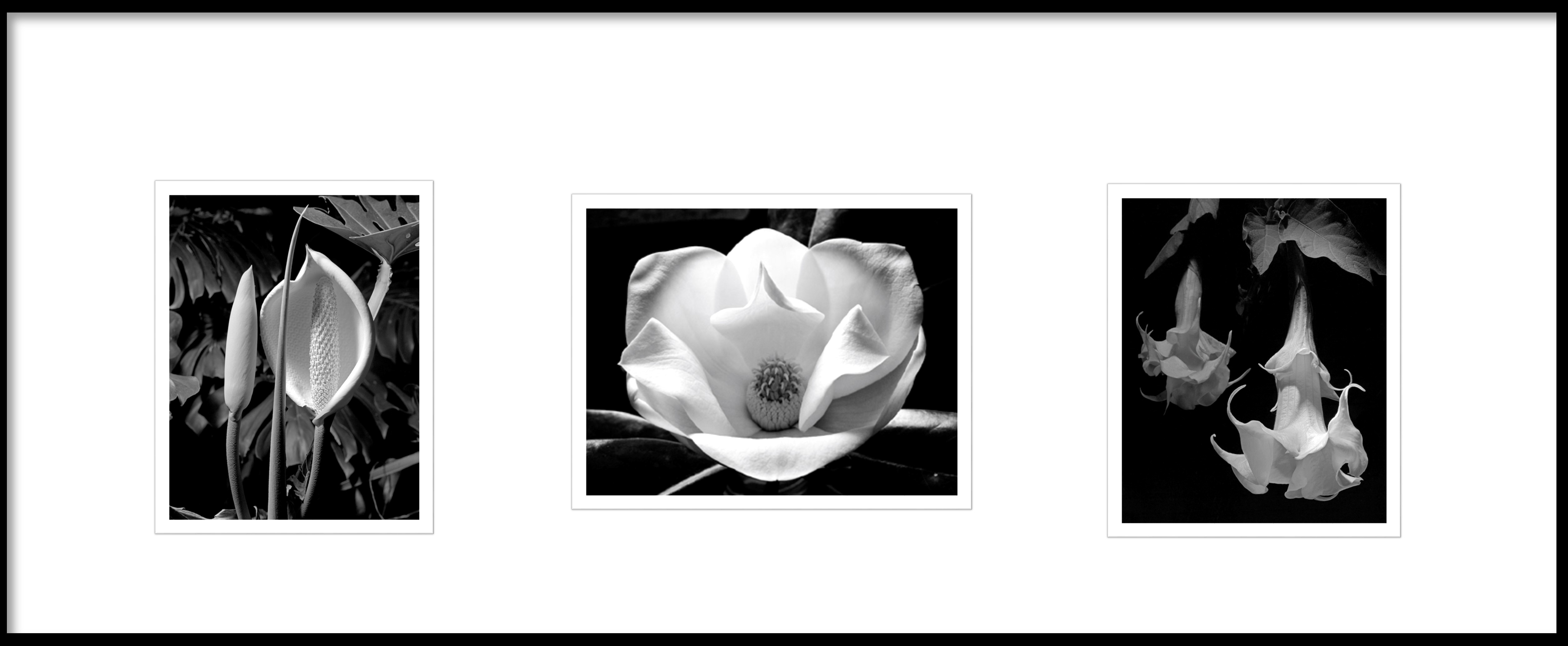 FLOWERSFRAME