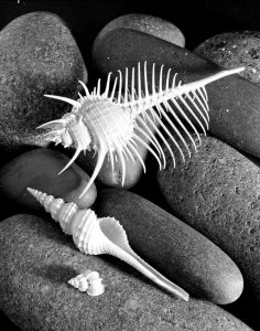 Shell series No 7, 1986