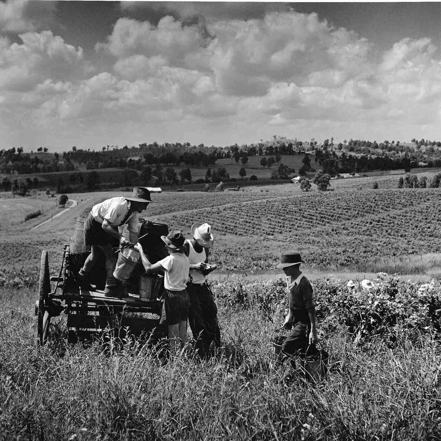 Grape harvest, Pokolbin winery 1950