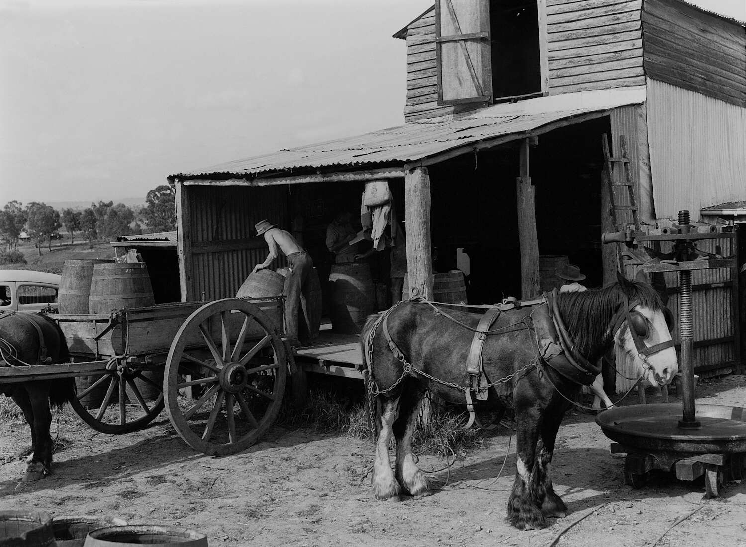 Loading wine barrells, Pokolbin winery 1950