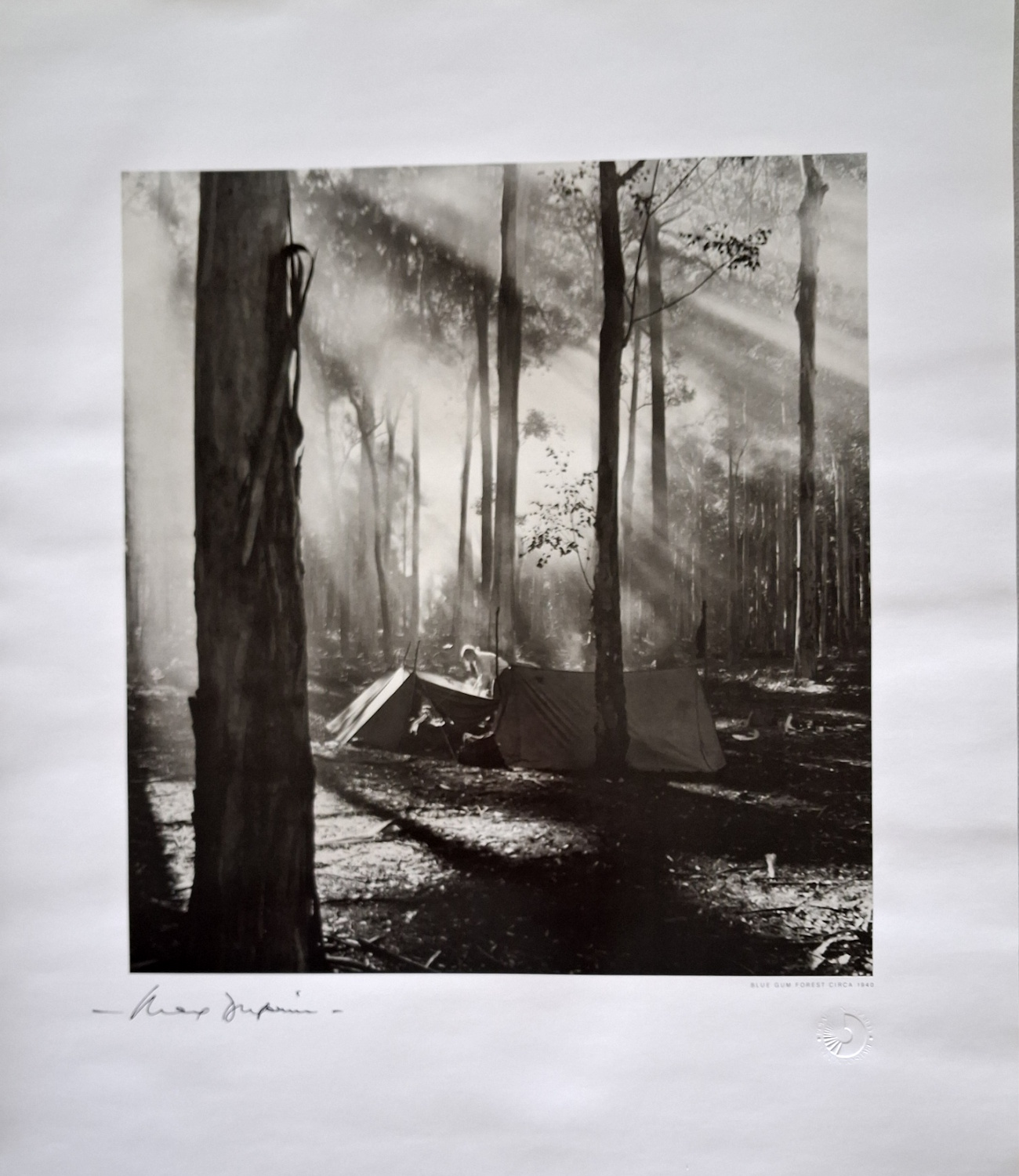 Blue Gum Forest 1950
