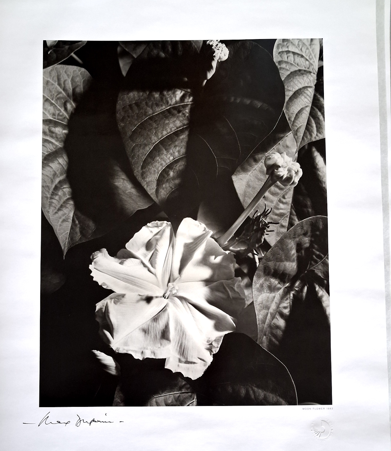 Moonflower at night 1980s