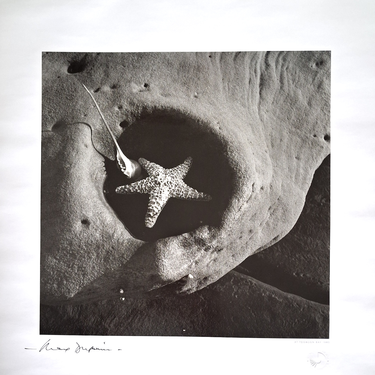 Seashells, Toowoon Bay 1950s